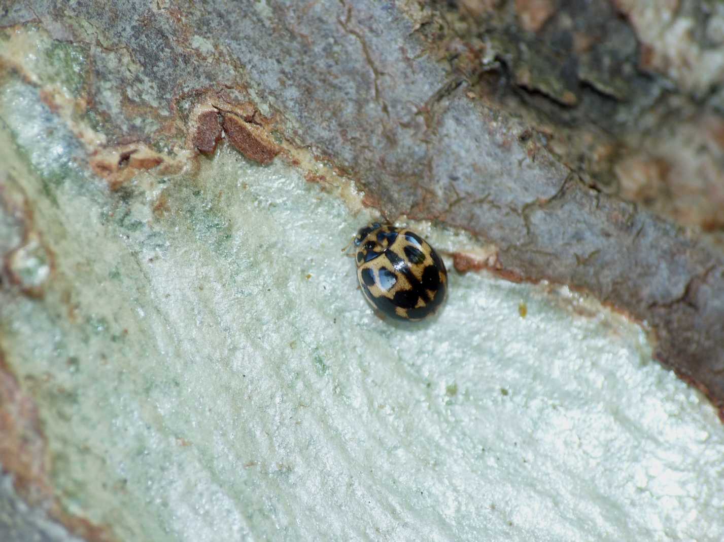 Coccinella insolita: Tytthaspis sedecimpunctata